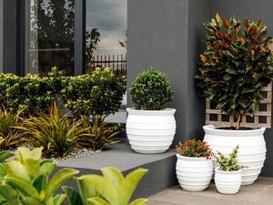 Tuscan Path Catalina belly pots in a contemporary outdoor living space.