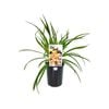 140mm On and On - Hemerocallis hybrid