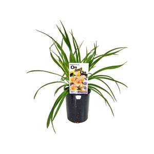 140mm On and On - Hemerocallis hybrid