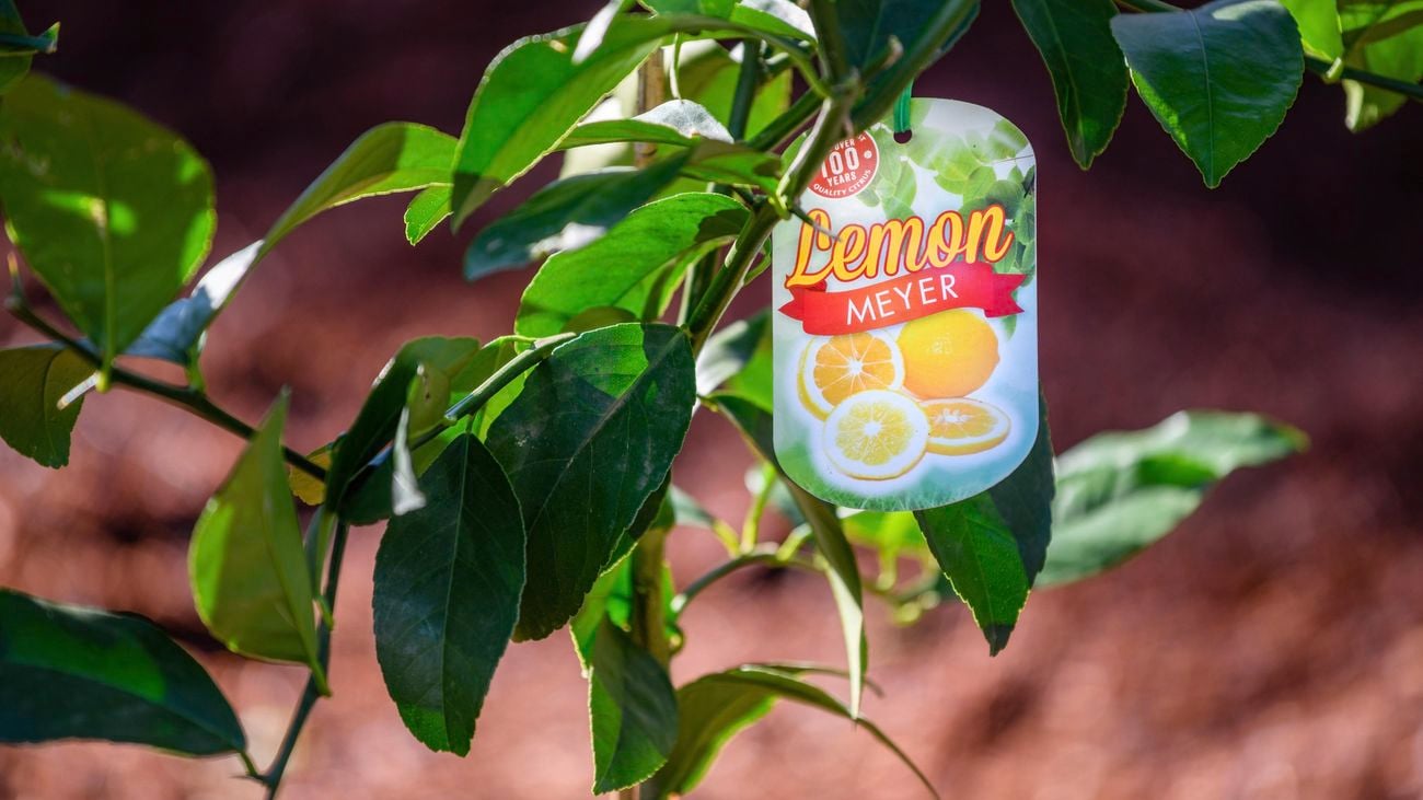 Close up of a young lemon tree plant