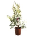 Trees & Shrubs