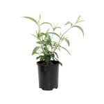 140mm Butterfly Bush - Buddleja asiatica Spring Promise