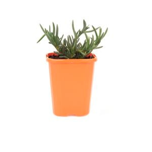 85mm Bright & Easy - Mesembryanthemum Pink