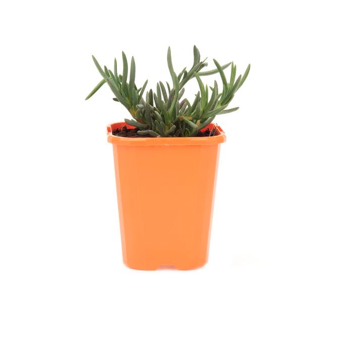 85mm Bright & Easy - Mesembryanthemum Pink