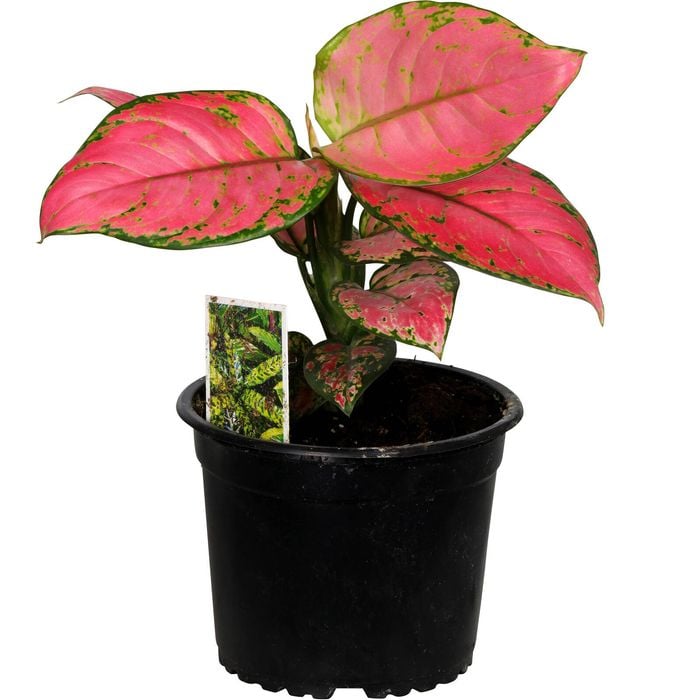 120mm Chinese Evergreen - Aglaonema commutatum Red Lady Valentine