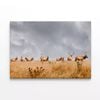 Wild Bull Elk in California  Print 100% Australian Made 150 x 100cm  (Stretched)