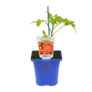 14cm Tomato Mortgage Lifter - Lycopersicum