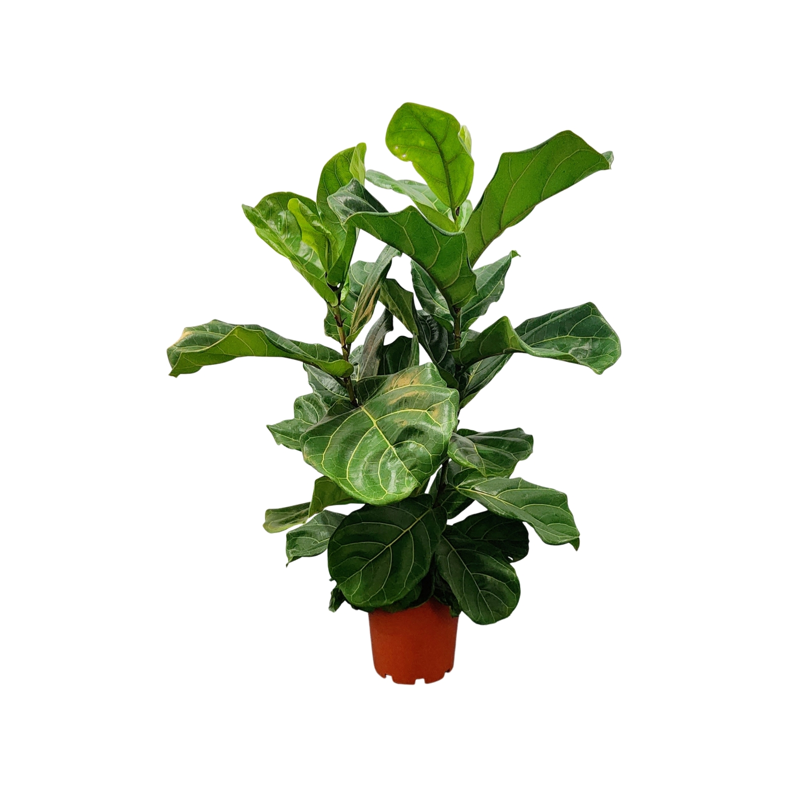200mm Fiddle Leaf Fig - Ficus Lyrata