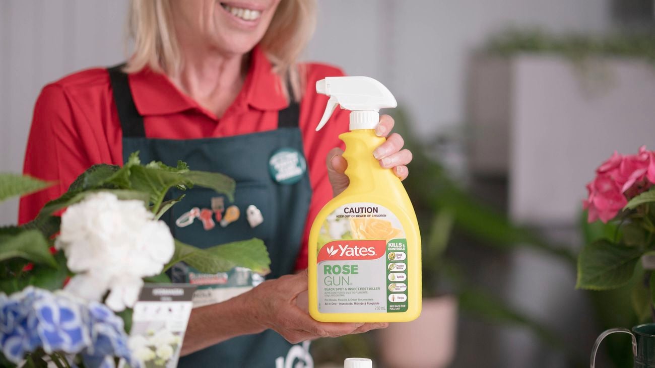 A Bunnings team member is holding Yates Rose Gun in her hands.