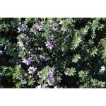 140mm Jervis Gem - Westringia fruticosa 'Jervis Gem'