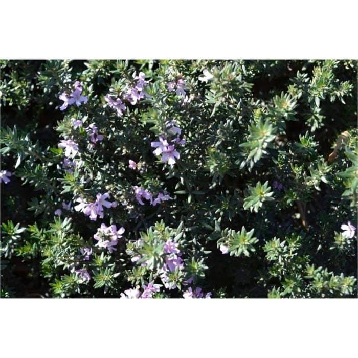 140mm Jervis Gem - Westringia fruticosa 'Jervis Gem'