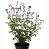 14cm Salvia So Cool Purple - Salvia microphylla Hybrid
