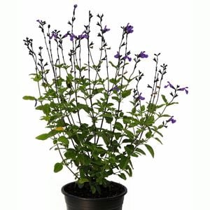 14cm Salvia So Cool Purple - Salvia microphylla Hybrid