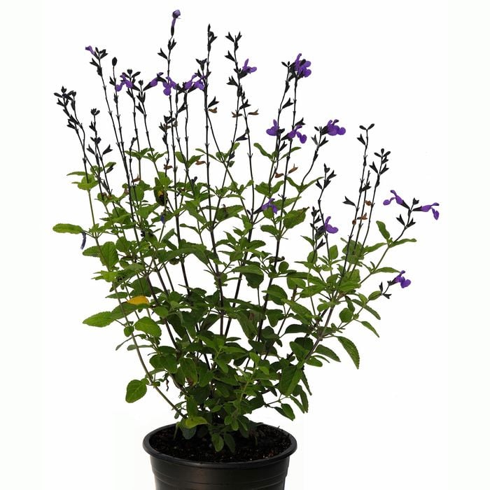 14cm Salvia So Cool Purple - Salvia microphylla Hybrid
