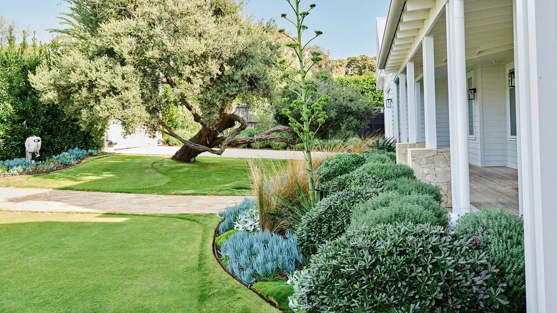 A beautifully landscaped garden with a large tree, manicured lawn, diverse plants and a white house with a verandah.