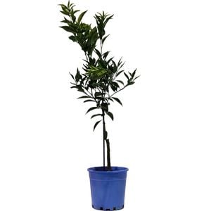 200mm Dwarf Imperial Mandarin - Citrus reticulata 'Dwarf Imperial Mandarin'