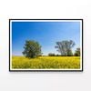 Yellow Canola Field with Trees  Print 100% Australian Made 120x90cm  (Poster)
