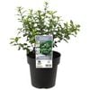 180mm Pittosporum Golf Ball - Pittosporum tenuifolium