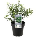 180mm Pittosporum Golf Ball - Pittosporum tenuifolium
