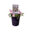 140mm Ice Plant - Lampranthus spectabilis 'Mauve Explosion'