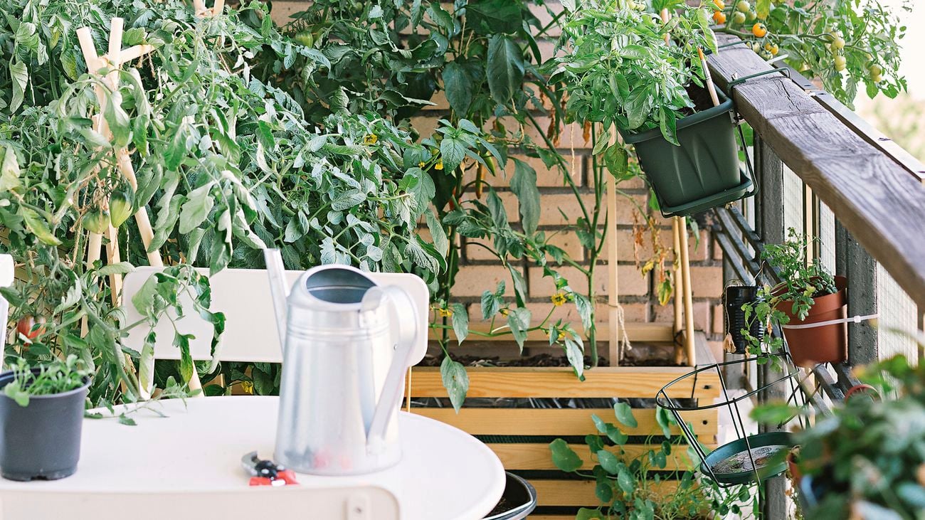 Tomato plants and various other vegies are being brown in small pots on a balcony