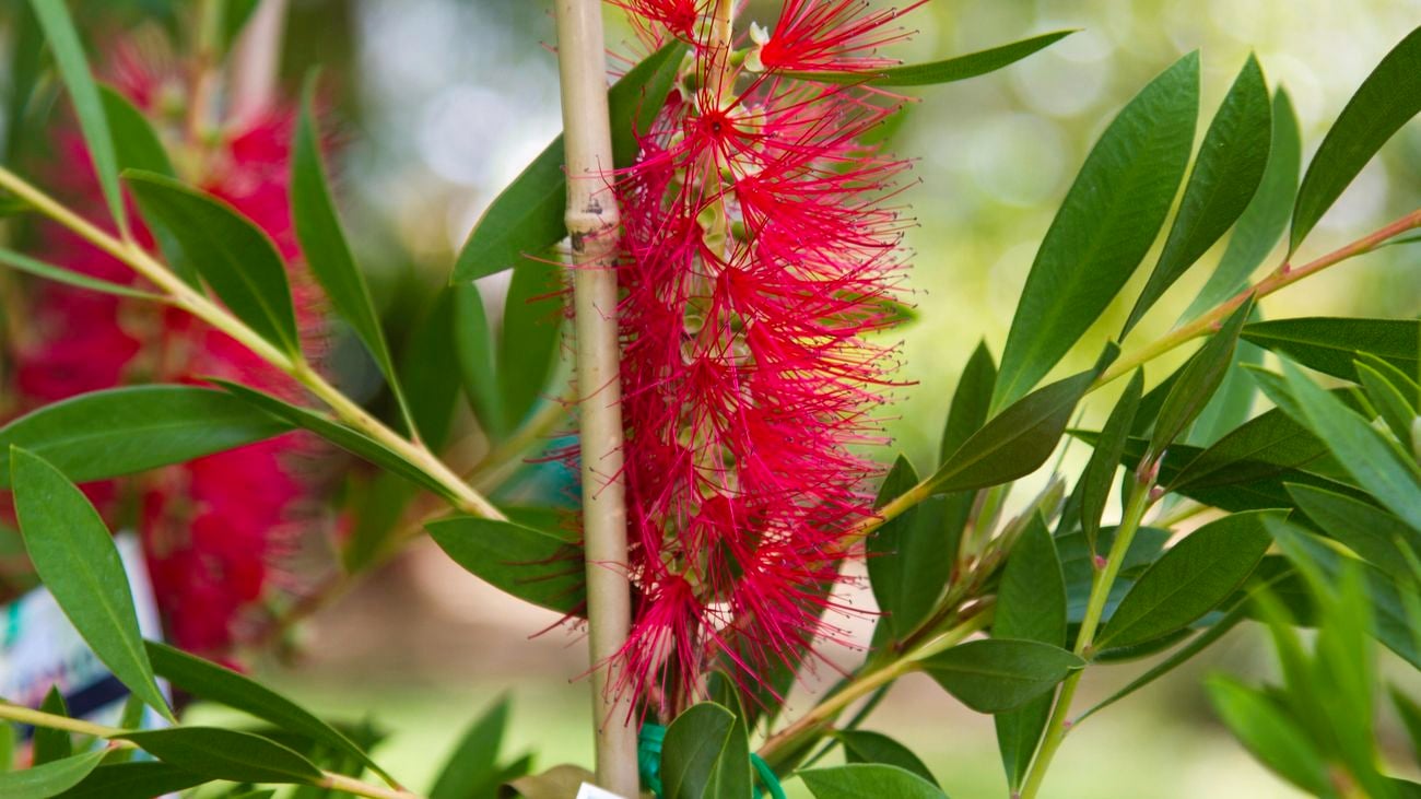 The woolly bush (Adenanthos sp.) plant with red bristly flowers.