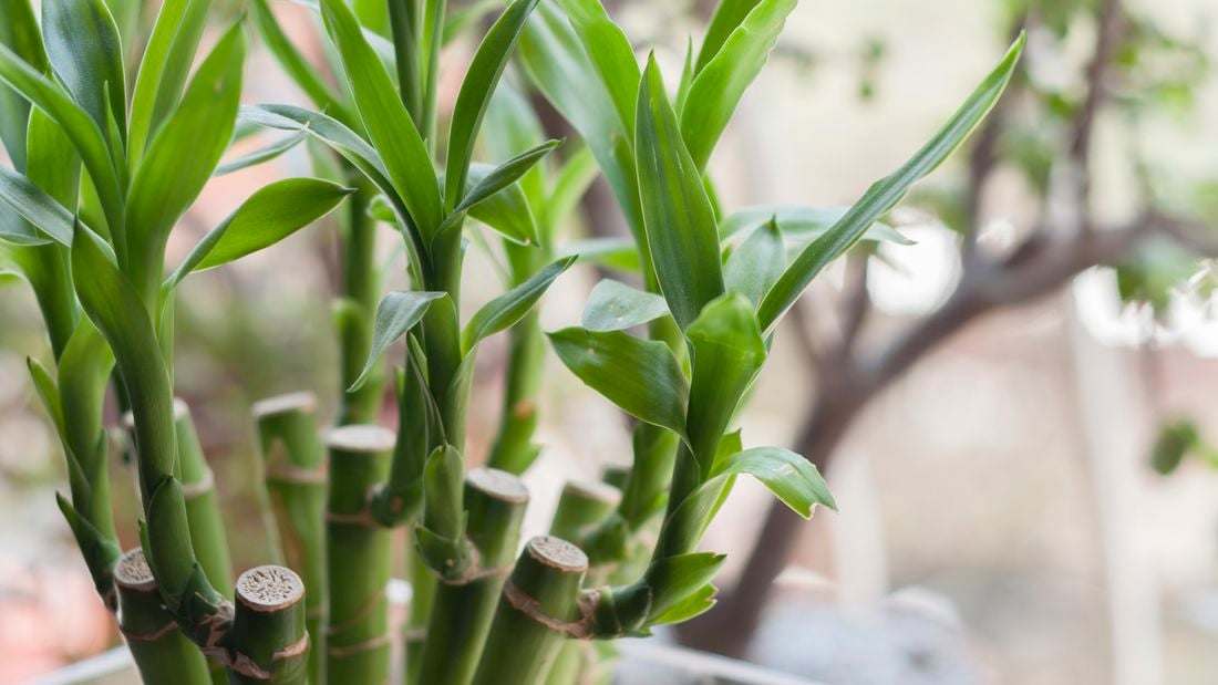 Close up of a lucky bamboo plant.