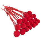 Blooms Of Joy 50cm Burgundy Billy Button Flowers