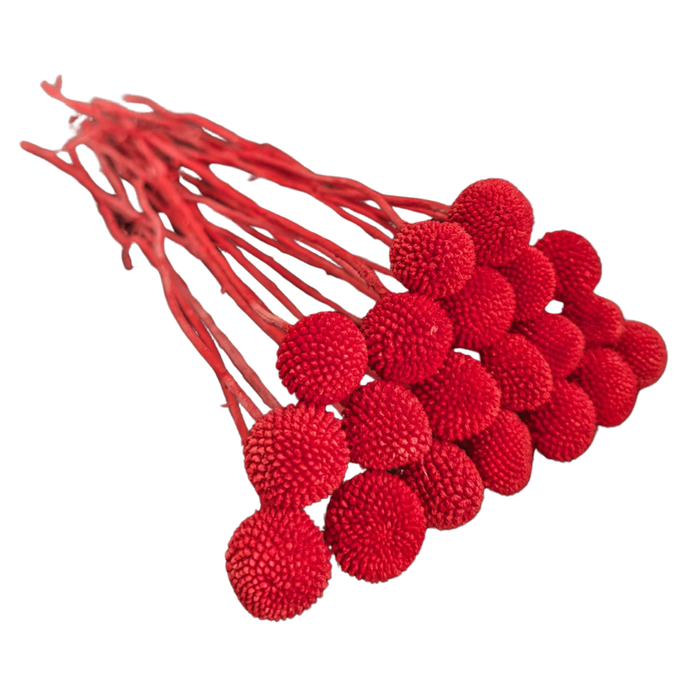 Blooms Of Joy 50cm Burgundy Billy Button Flowers