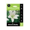 Bloomin' Bulbs Lilium Litouwen - 2 Pack