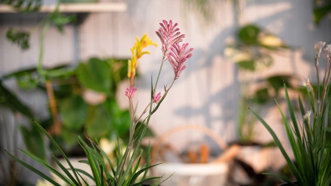 Healthy Kangaroo Paw​