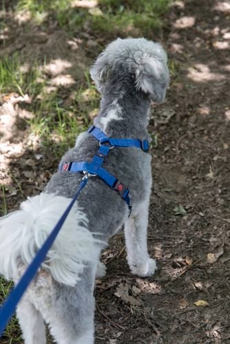 Fluffy dog wearing a blue harness and lead.