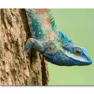 Lue Lizard with Big Eyes Closeup  Print 100% Australian Made 150 x 100cm  (Stretched)