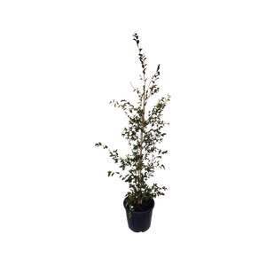 20L Camellia - Camellia transnokoensis
