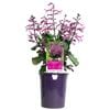 140mm MONA® Pink - Plectranthus