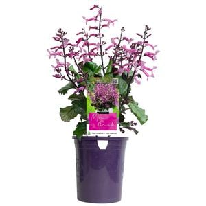 140mm MONA® Pink - Plectranthus