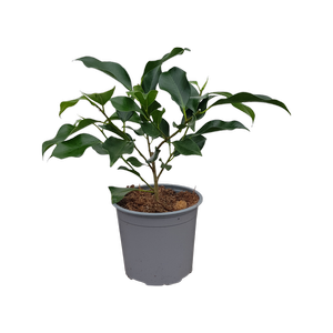 1L Ficus Tuffy