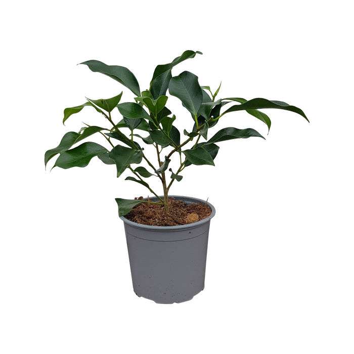 1L Ficus Tuffy