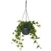 200mm Pittsburgh Ivy - Hedera helix Pittsburgh