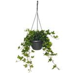 200mm Pittsburgh Ivy - Hedera helix Pittsburgh