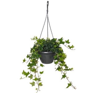 200mm Pittsburgh Ivy - Hedera helix Pittsburgh