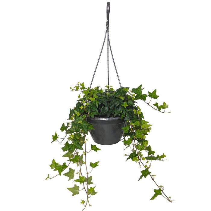 200mm Pittsburgh Ivy - Hedera helix Pittsburgh