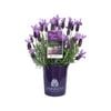 140mm Lavender LAVINNOVA® Winter Lace - Lavandula
