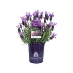 140mm Lavender LAVINNOVA® Winter Lace - Lavandula