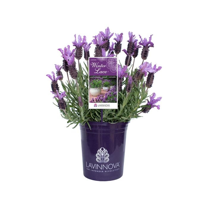 140mm Lavender LAVINNOVA® Winter Lace - Lavandula