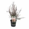 170 mm Leptospermum Wiri Kerry