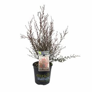 170 mm Leptospermum Wiri Kerry