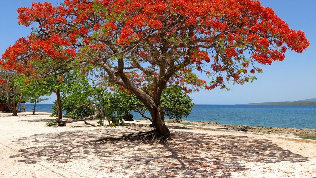 The fire engine red tree of the poinciana in full bloom near the sea