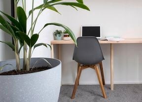 Big plant, desk and chair in a study space.