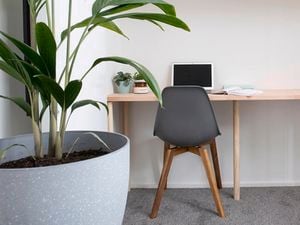 Big plant, desk and chair in a study space.